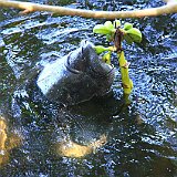Costa Rica20150401-2005-0652